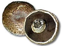 portobello_champinones